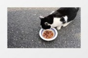 猫咪爆料视频素材大全下载,视频素材大全揭秘萌宠日常
